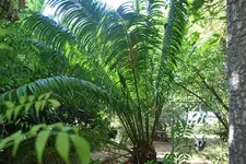 Cycas rumphii(Mutter).webp