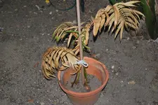 Cycas rumphii1.webp