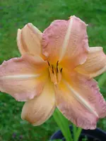 DSCI1565.webp