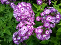Foto0316.webp