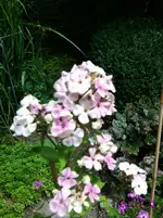 Foto0323.webp