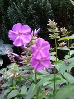 Foto0322.webp