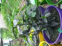 Schwarze Chili.webp