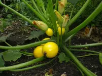 Zucchini.webp