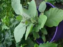 Aubergine 3.webp