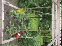 Tomatenunterstand.webp