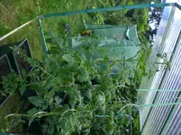 Neues Tomatenhaus.webp