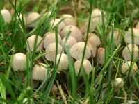 pilze.webp