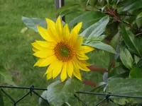 013.webp