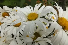 2012_0720Sommer0012.webp