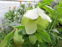 Copy of IMG_2306v.webp