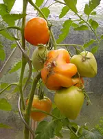 Blüten 004.webp