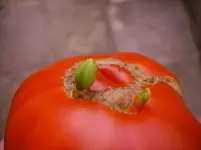 Blüten 007.webp