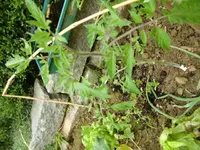 CIMG3216.webp