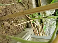 CIMG3190.webp
