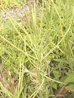 IMG0391A1.webp