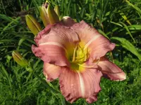 IMG_a 250.2_1024x768.webp