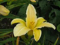 IMG_frances fay_1024x768.webp