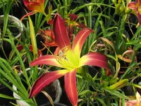 IMG_stoplight2_1024x768.webp