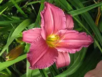 IMG_weinrot niedrig2_1024x768.webp