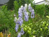 IMG_2349_800x600.webp