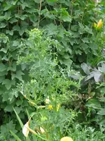 IMG_das_450x600.webp