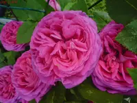 DSC01391.webp
