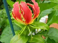 Rothschildiana_062.webp