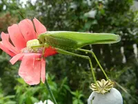 Grashüpfer_052.webp