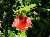 Grashüpfer_053.webp