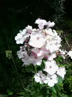 Maler Phlox Picasso.webp