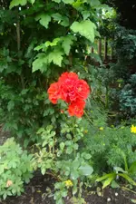DSC08215.webp