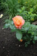 DSC08216.webp