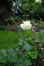 DSC08218.webp