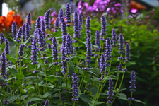 Agastache Blue Fortune_smaller.webp