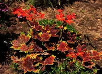 buntlaubige Geranie_smaller.webp