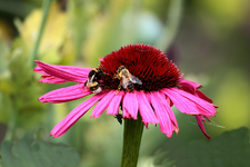 Hummel und Biene auf Echinacae_smaller.webp