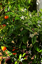 Orangenbäumchen mit zig weißen Blüten_smaller.webp