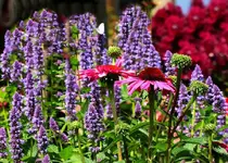 pinke Echinacae vor Blue Fortune_smaller.webp