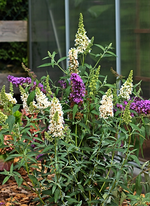 Sommerflieder Ivory und Sky Blue_smaller.webp