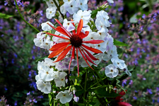 Sonnenhut Orange Luxory an weißem Phlox_smaller.webp