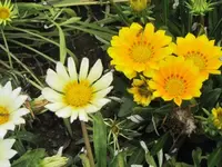 064.webp