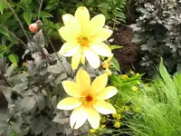 262.webp