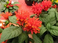 164.webp