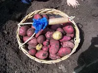 Roter Erstling.webp