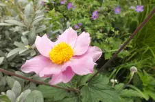 2012_0721Sommer0004.webp