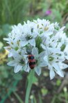 gemeiner bienenkäfer.JPG