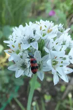 gemeiner bienenkäfer.webp
