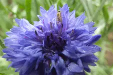 2012_0721Sommer0011.webp