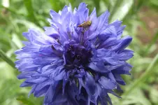 2012_0721Sommer0012.webp